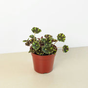 Begonia Tiger Paws - 6" Pot - BetterGrow Hydro