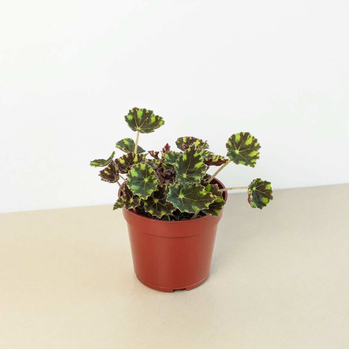 Begonia Tiger Paws - 6" Pot - BetterGrow Hydro