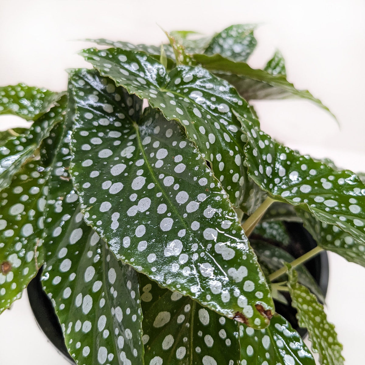 Begonia 'White Ice' - BetterGrow Hydro