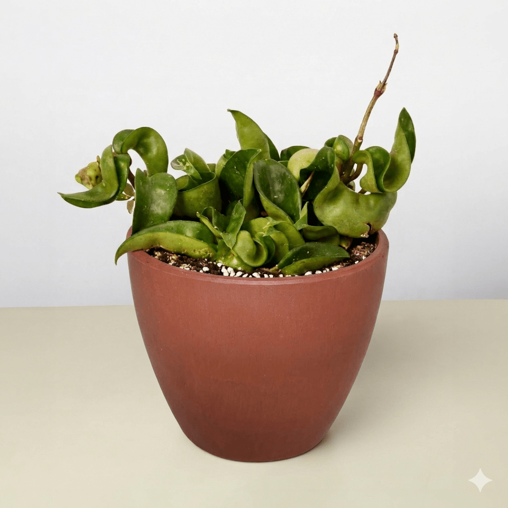 Bird's Nest 'Nidus' Fern - BetterGrow Hydro