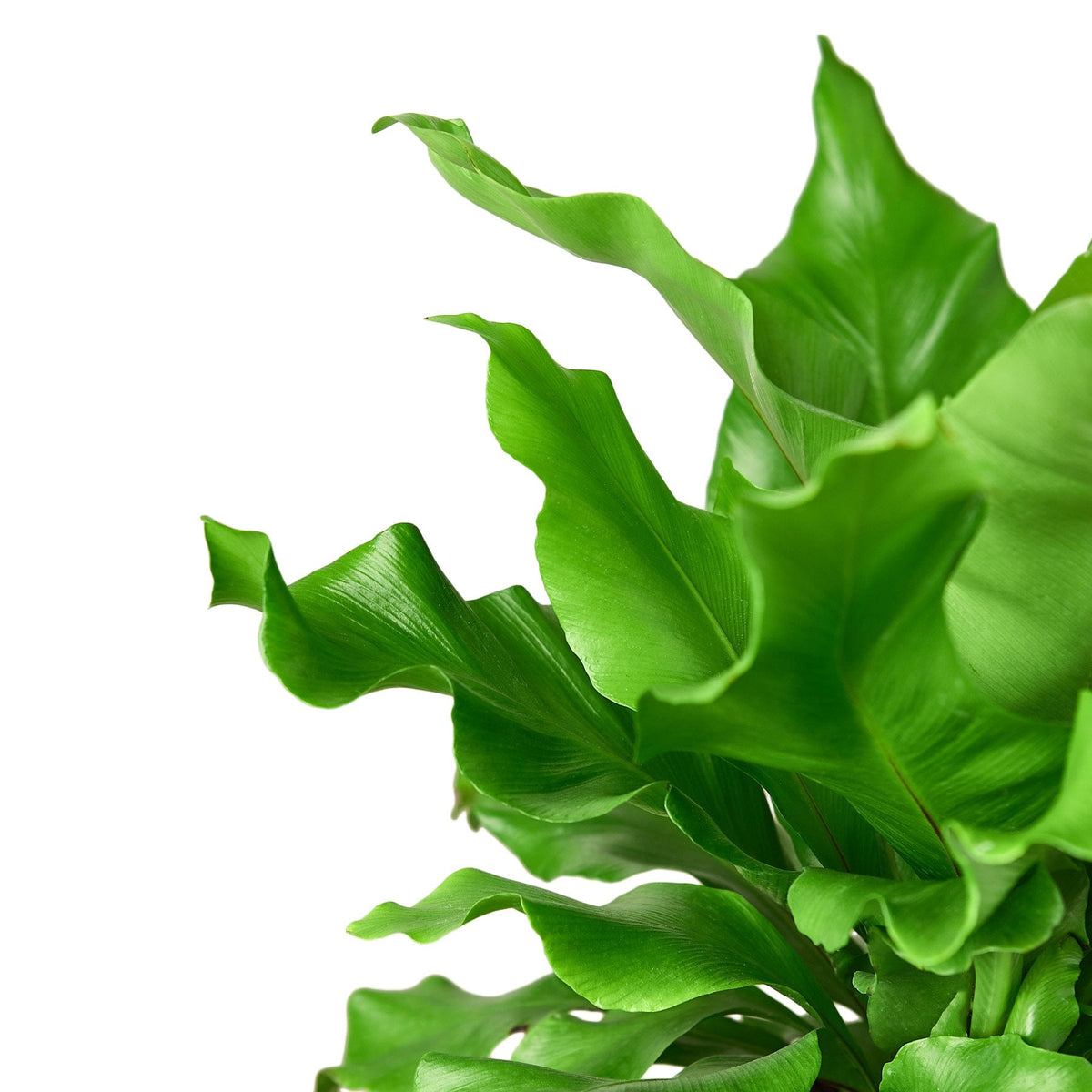Bird's Nest 'Nidus' Fern - BetterGrow Hydro
