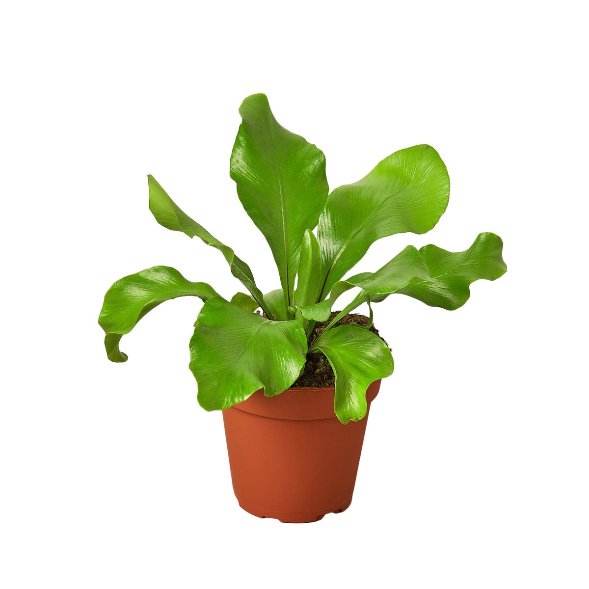 Bird's Nest 'Nidus' Fern - BetterGrow Hydro