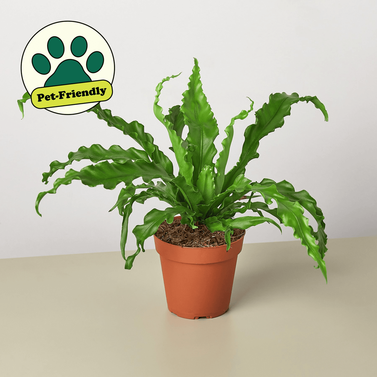 Bird's Nest 'Victoria' Fern - BetterGrow Hydro