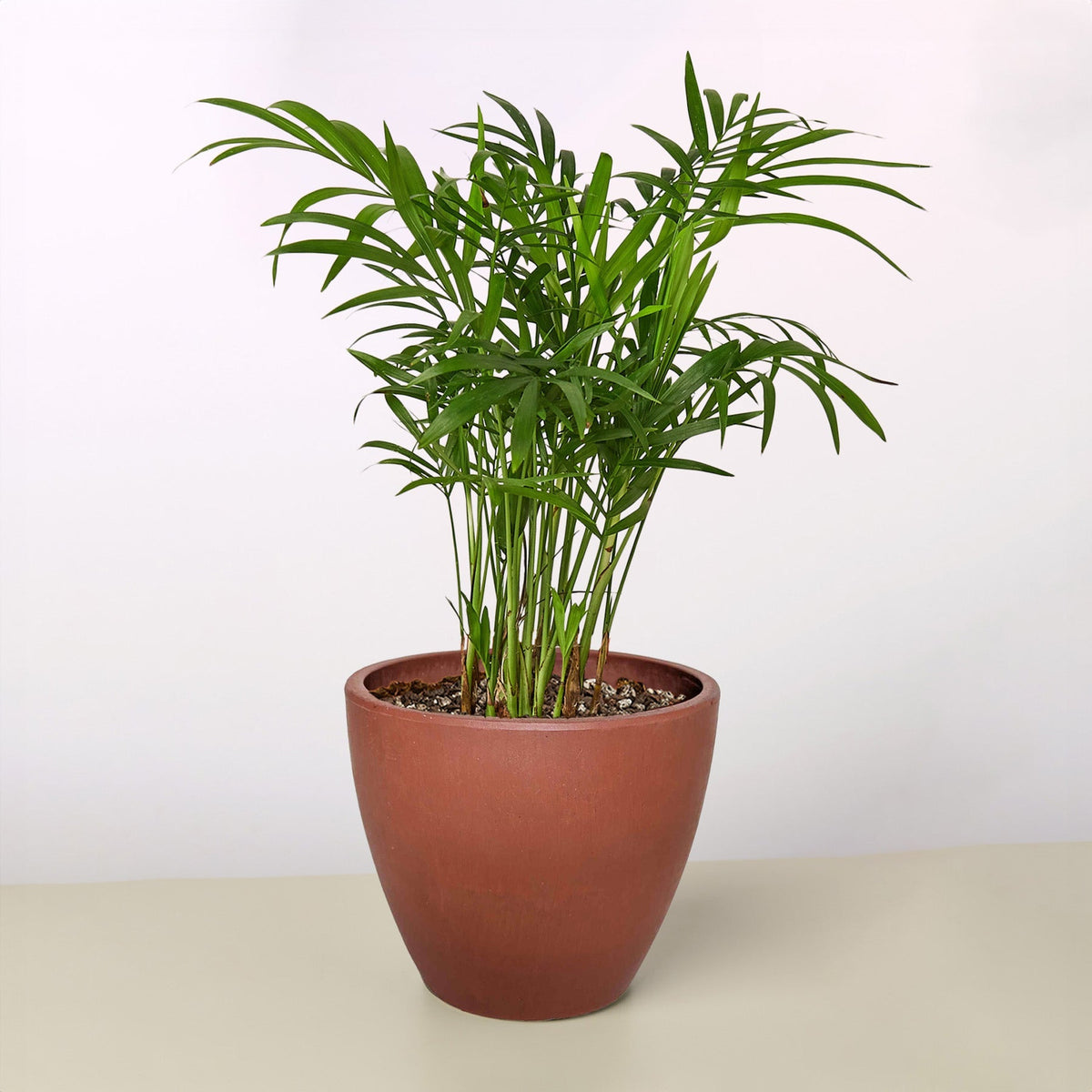 Black and TerraCotta Eco Pots - BetterGrow Hydro