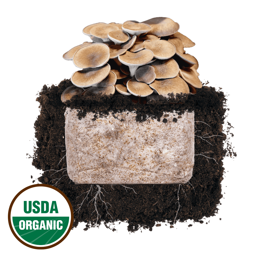 Black King Oyster 'Plant & Grow' Mushroom Starter Block - BetterGrow Hydro