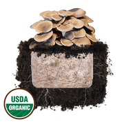 Black King Oyster 'Plant & Grow' Mushroom Starter Block - BetterGrow Hydro