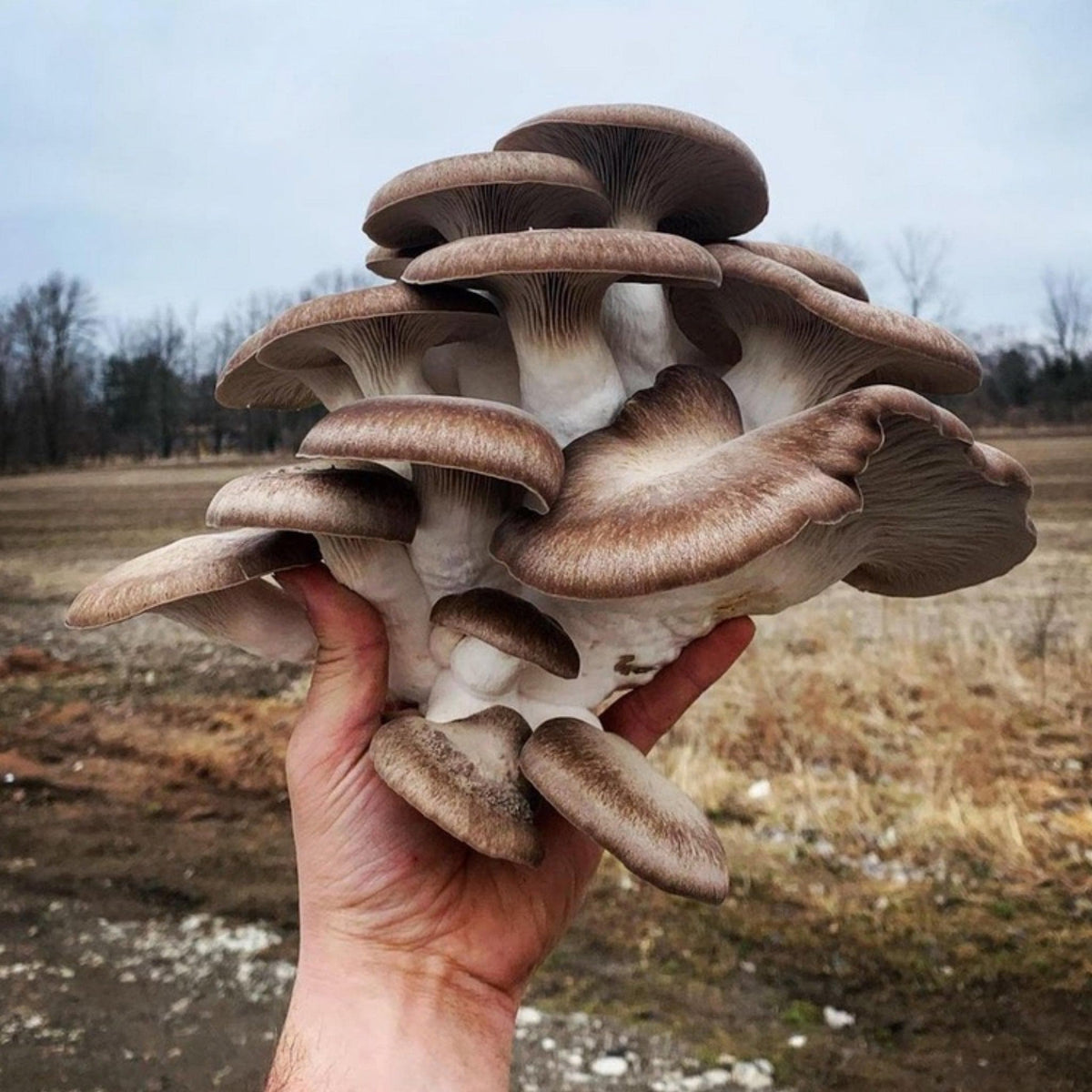 Black King Oyster 'Plant & Grow' Mushroom Starter Block - BetterGrow Hydro