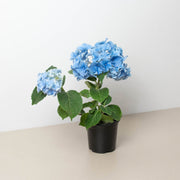 Blue Hydrangea - BetterGrow Hydro