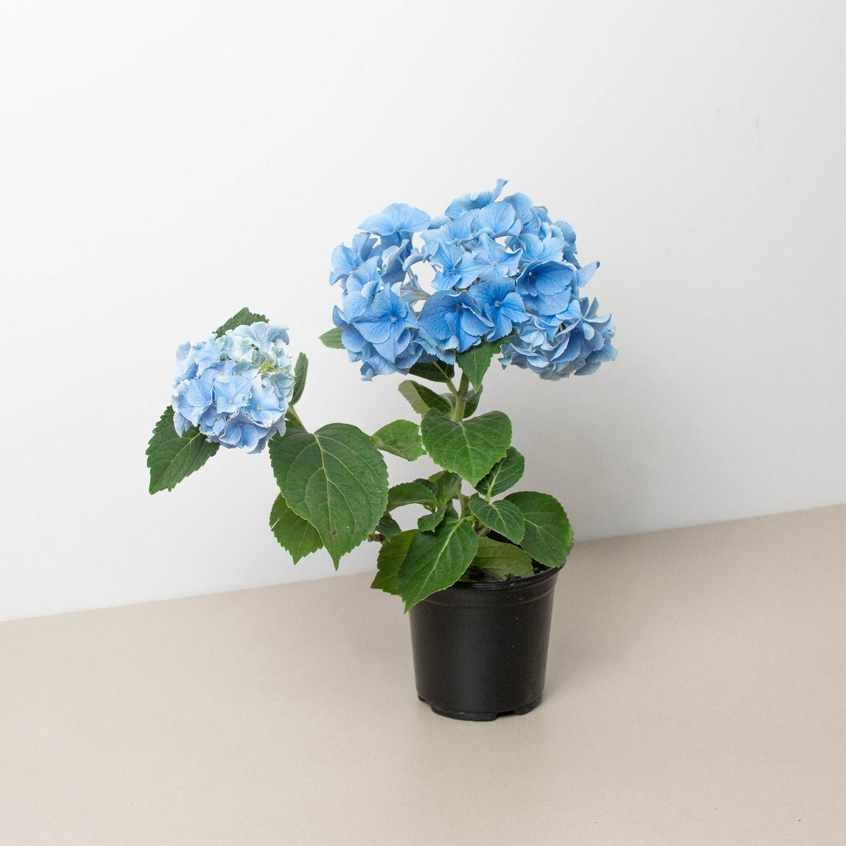 Blue Hydrangea - BetterGrow Hydro