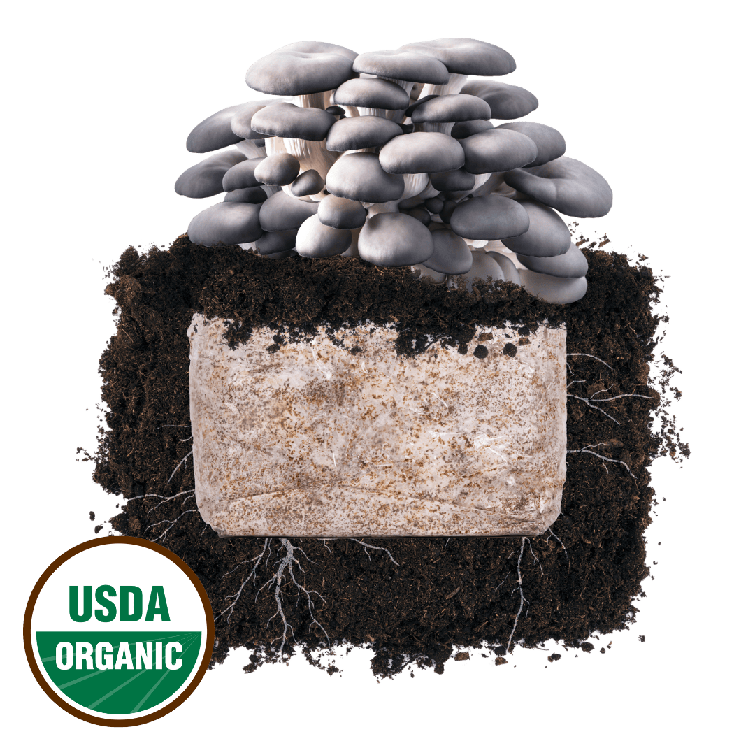 Blue Oyster 'Plant & Grow' Mushroom Starter Block - BetterGrow Hydro