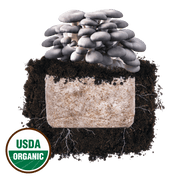 Blue Oyster 'Plant & Grow' Mushroom Starter Block - BetterGrow Hydro