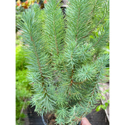 Blue Pine Trees - BetterGrow Hydro