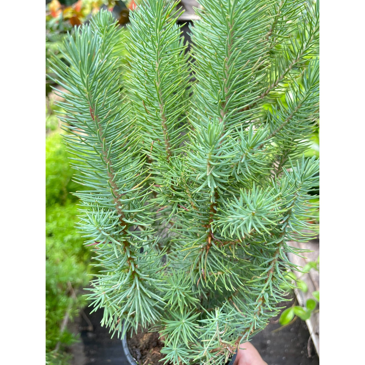 Blue Pine Trees - BetterGrow Hydro
