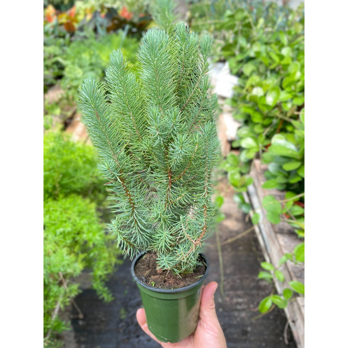 Blue Pine Trees - BetterGrow Hydro