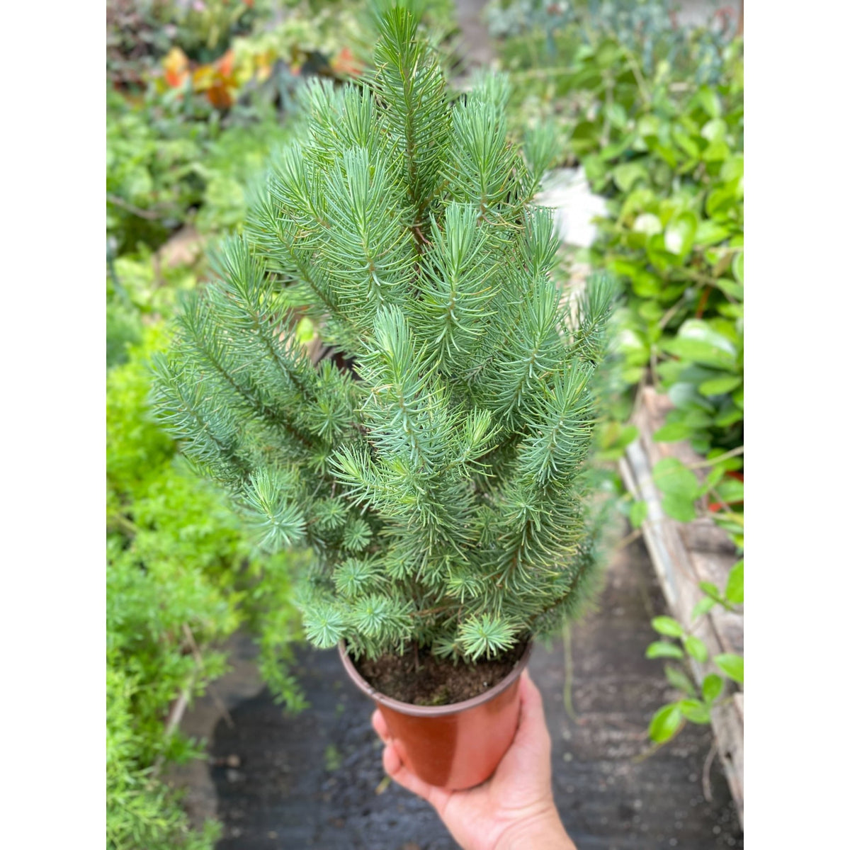 Blue Pine Trees - BetterGrow Hydro