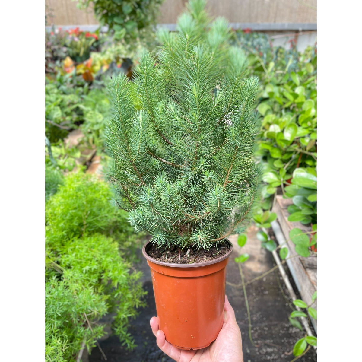 Blue Pine Trees - BetterGrow Hydro