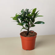 Bonsai Ficus Compacta - BetterGrow Hydro