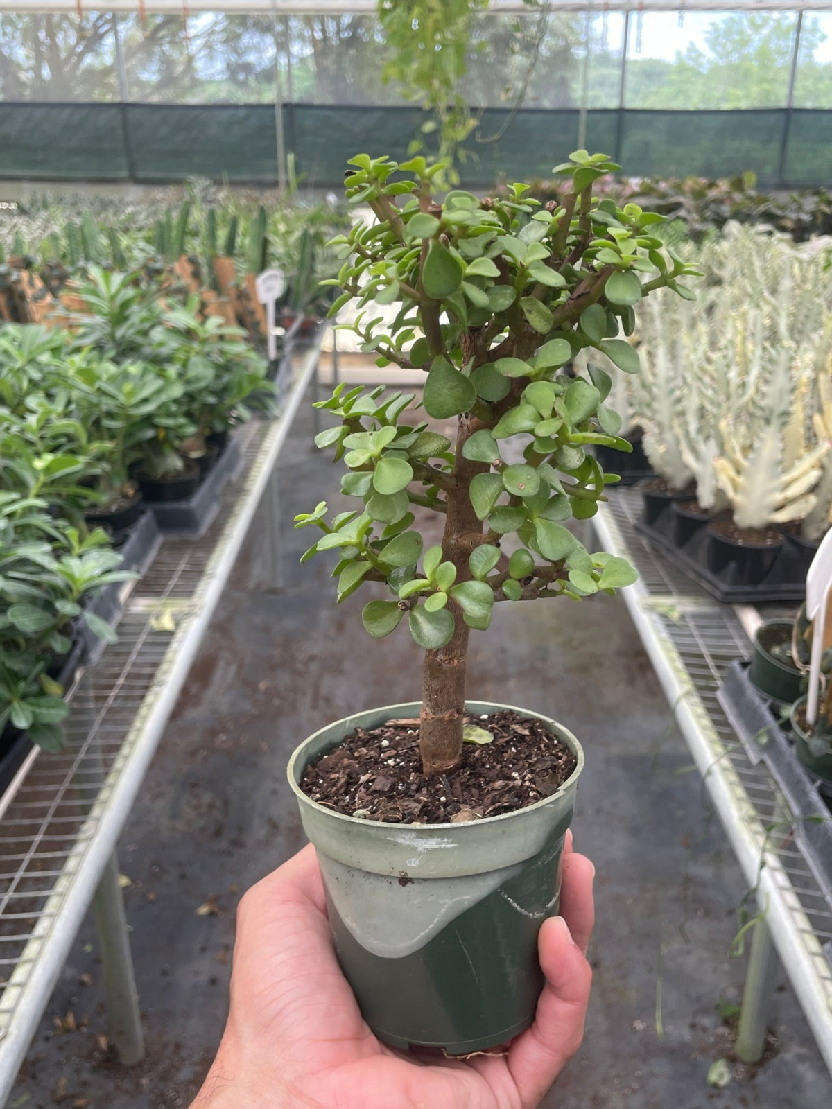 Bonsai Jade Dwarf Green - BetterGrow Hydro