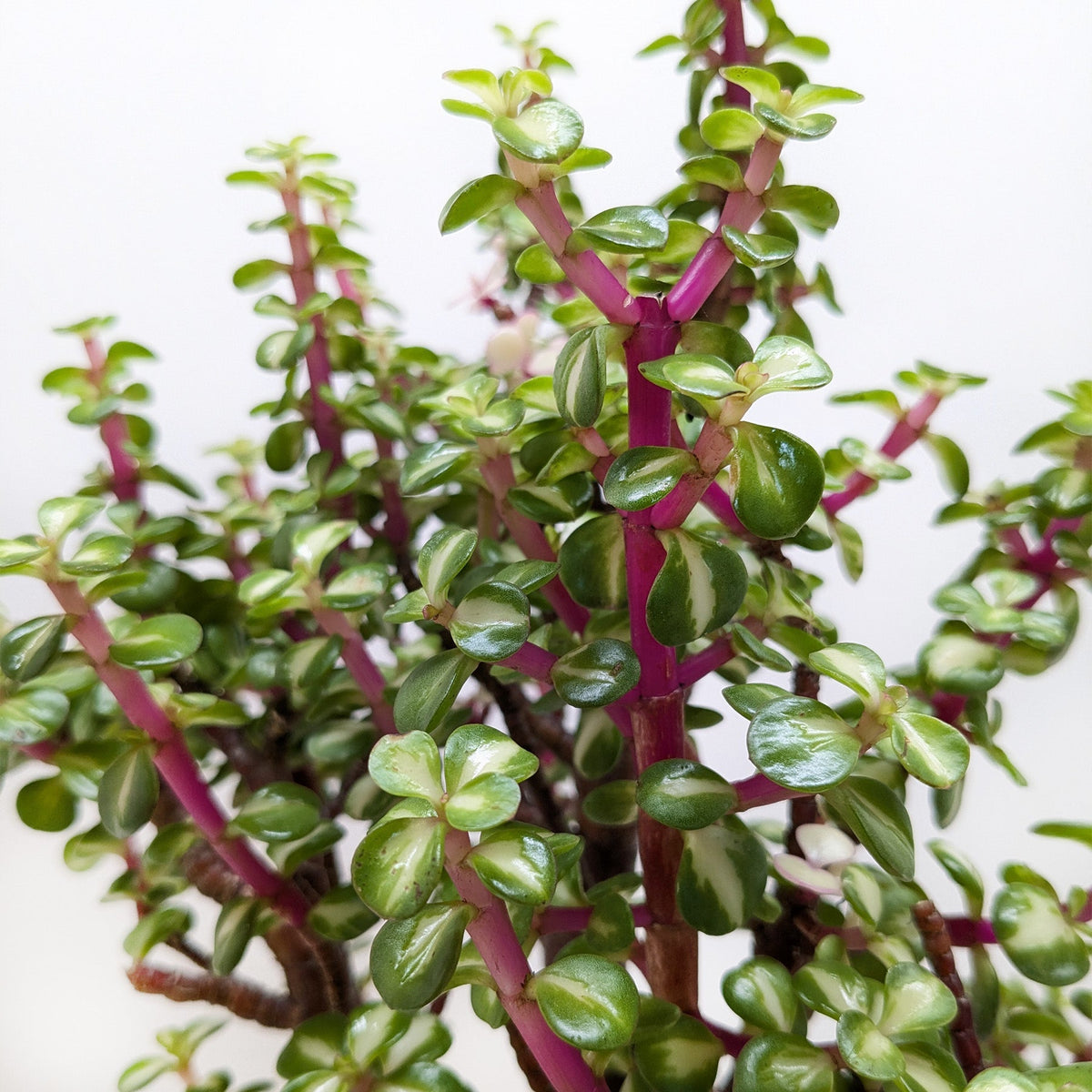 Bonsai Jade Dwarf Rainbow - BetterGrow Hydro