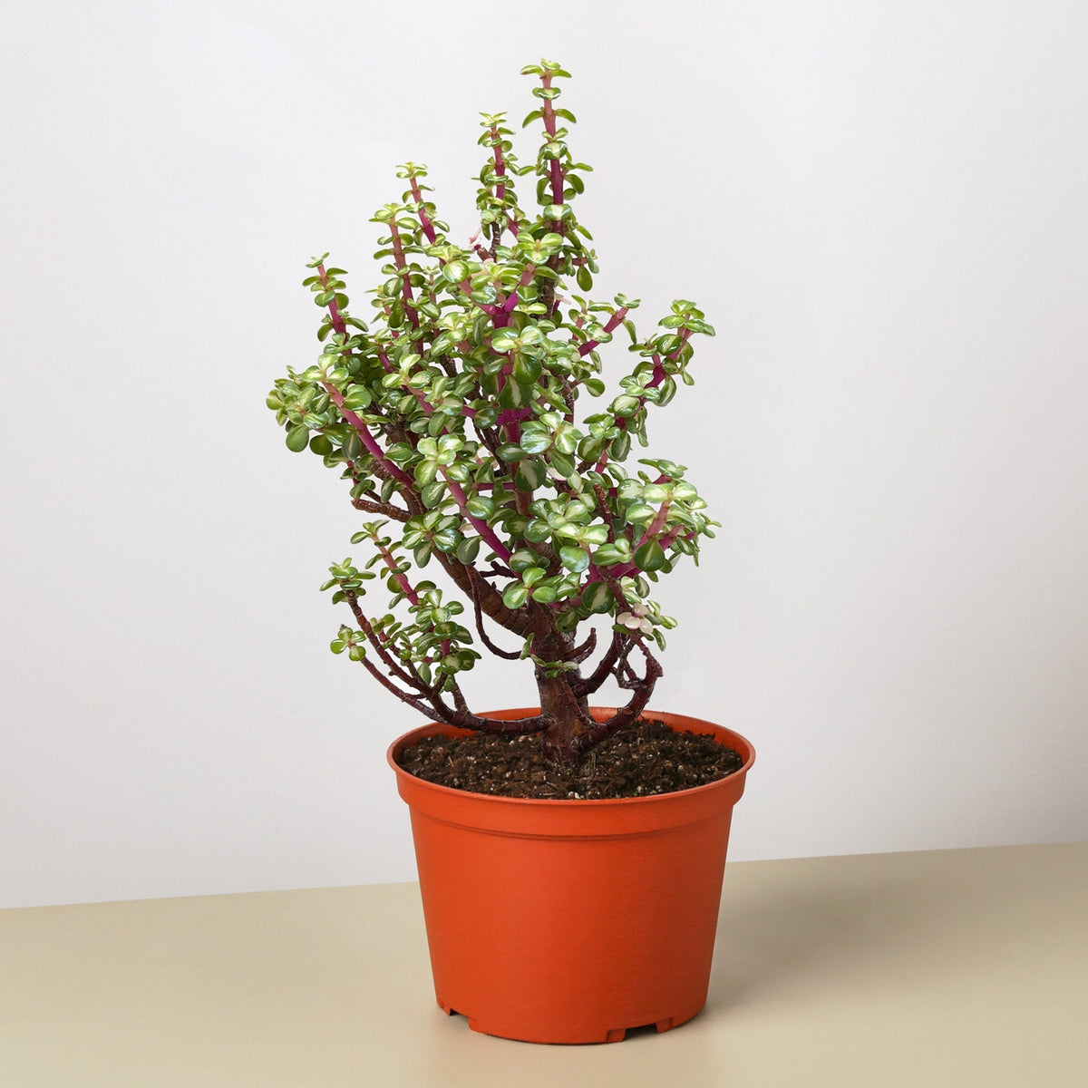 Bonsai Jade Dwarf Rainbow - BetterGrow Hydro