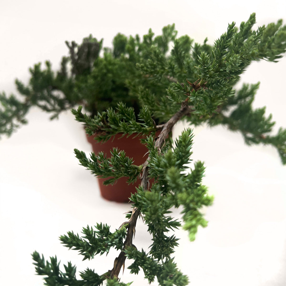 Bonsai Juniper - BetterGrow Hydro