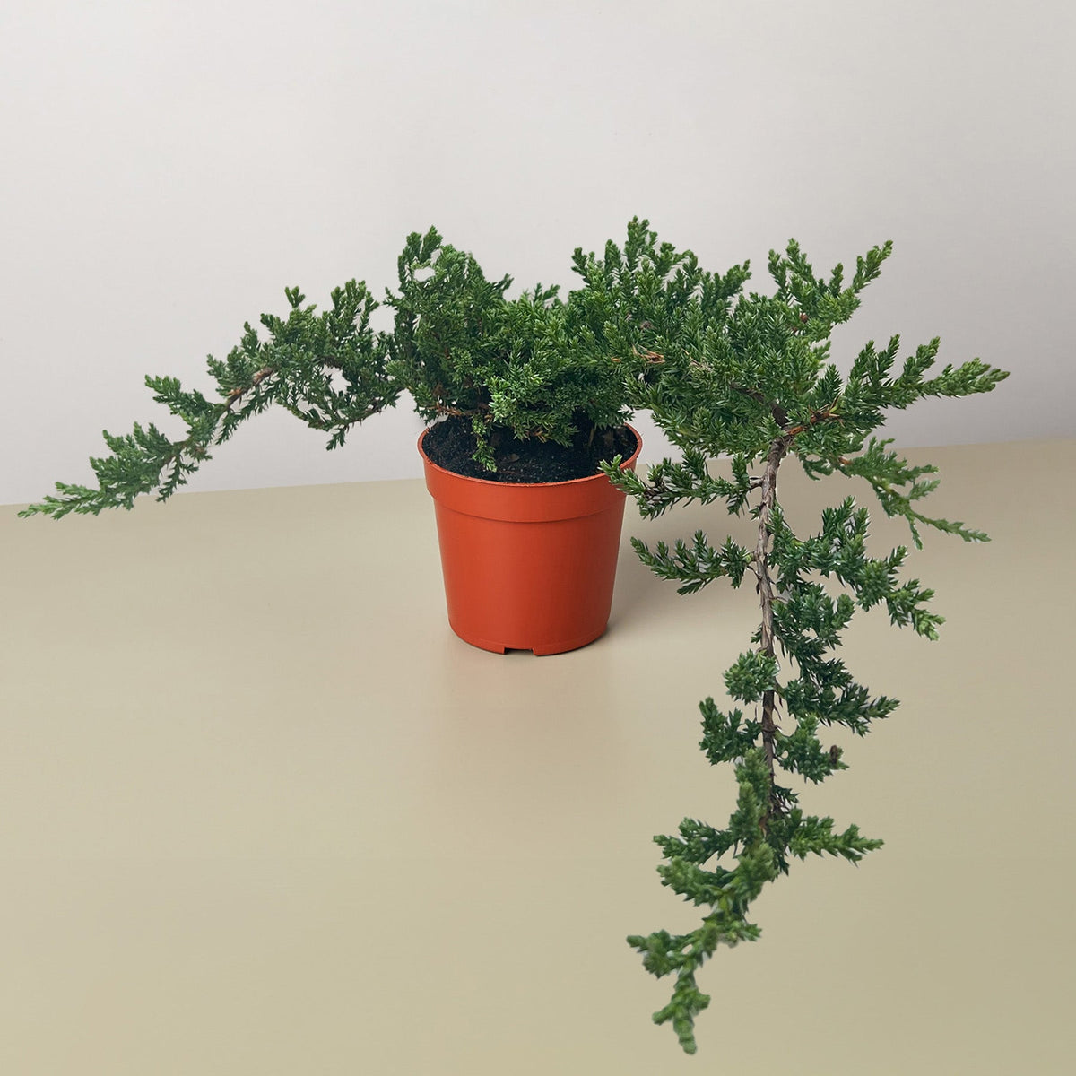 Bonsai Juniper - BetterGrow Hydro