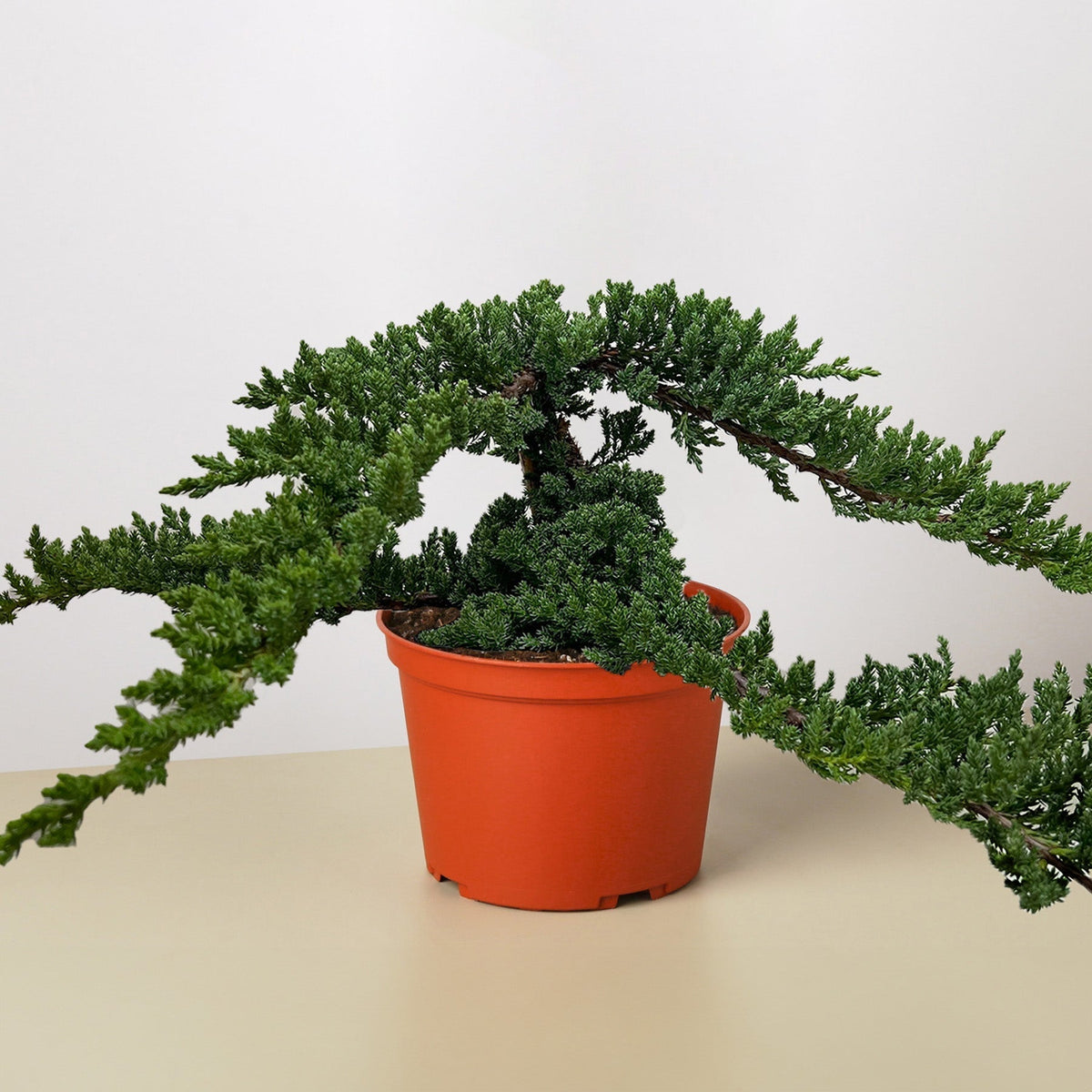 Bonsai Juniper - BetterGrow Hydro