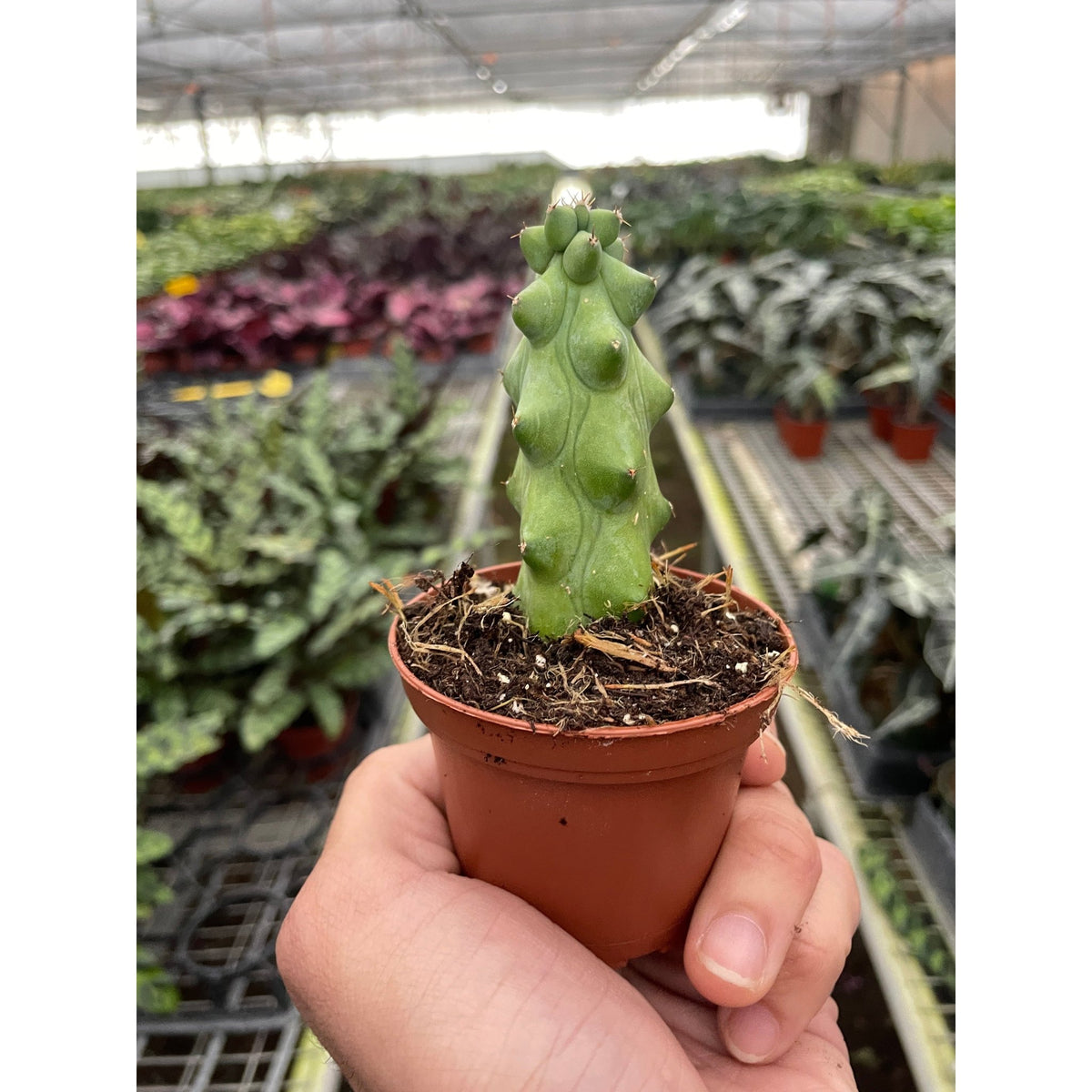 Boobie Cactus - BetterGrow Hydro