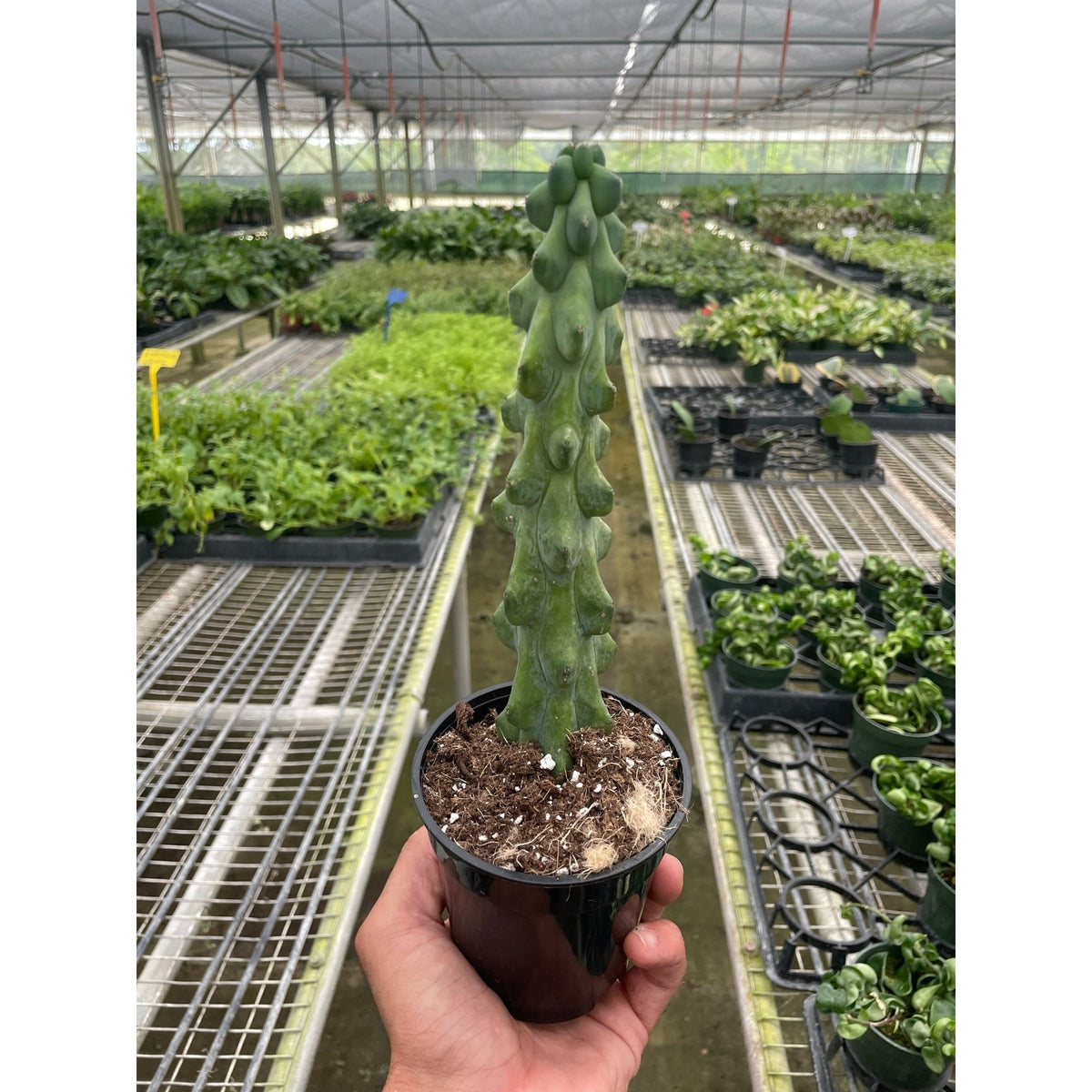 Boobie Cactus - BetterGrow Hydro