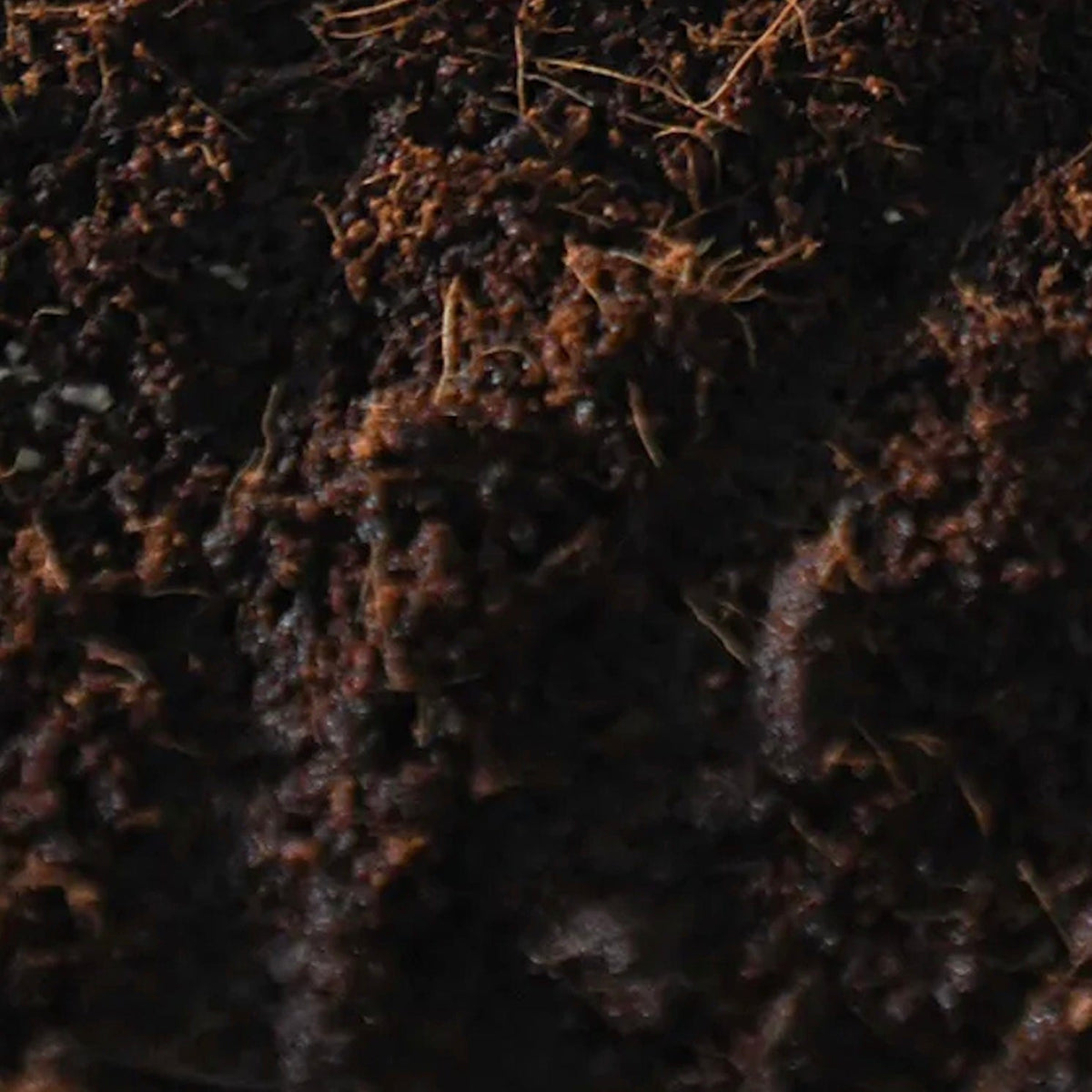 ‘Boomr Bag’ Manure-Based Sterile Mushroom Substrate - BetterGrow Hydro