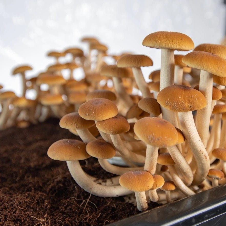‘Boomr Bag’ Manure-Based Sterile Mushroom Substrate - BetterGrow Hydro