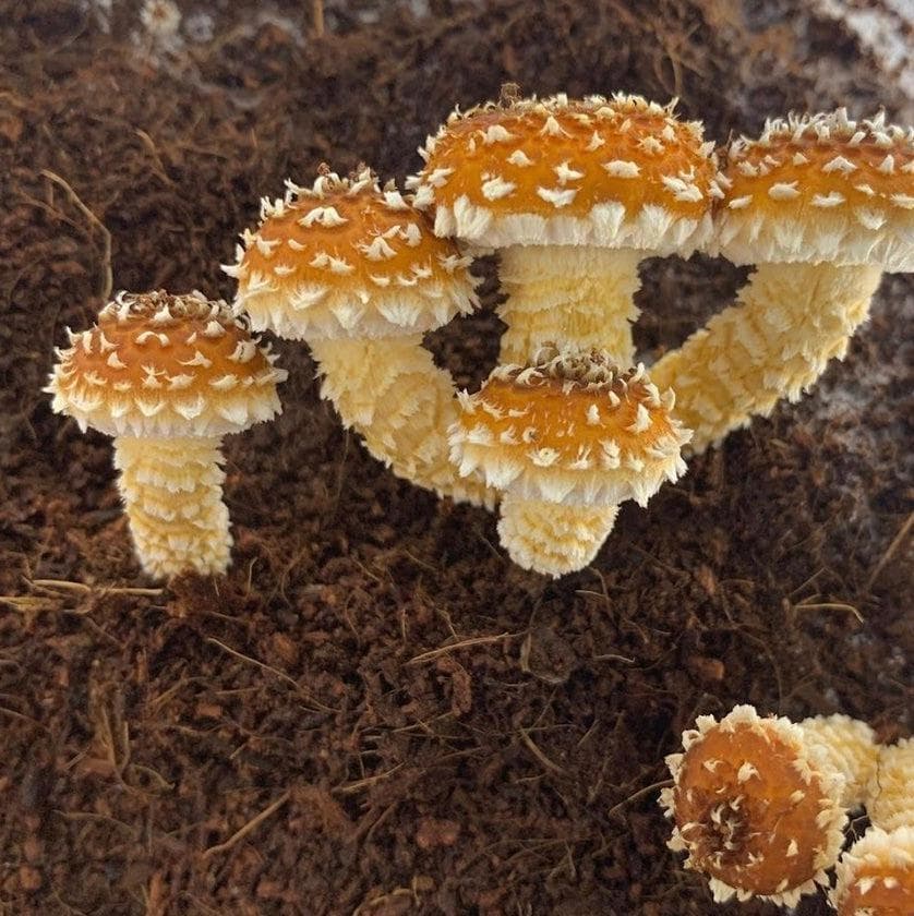 'Boomr Bin' Wood-Loving Monotub Mushroom Grow Kit - BetterGrow Hydro