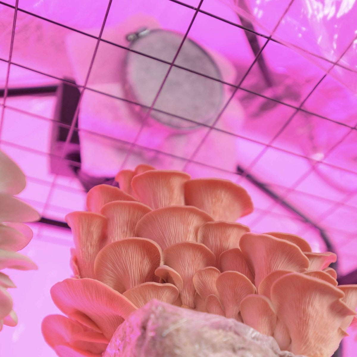 BoomRoom' FAE Fan Filters - BetterGrow Hydro