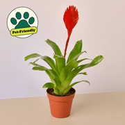 Bromeliad 'Christiane' - BetterGrow Hydro