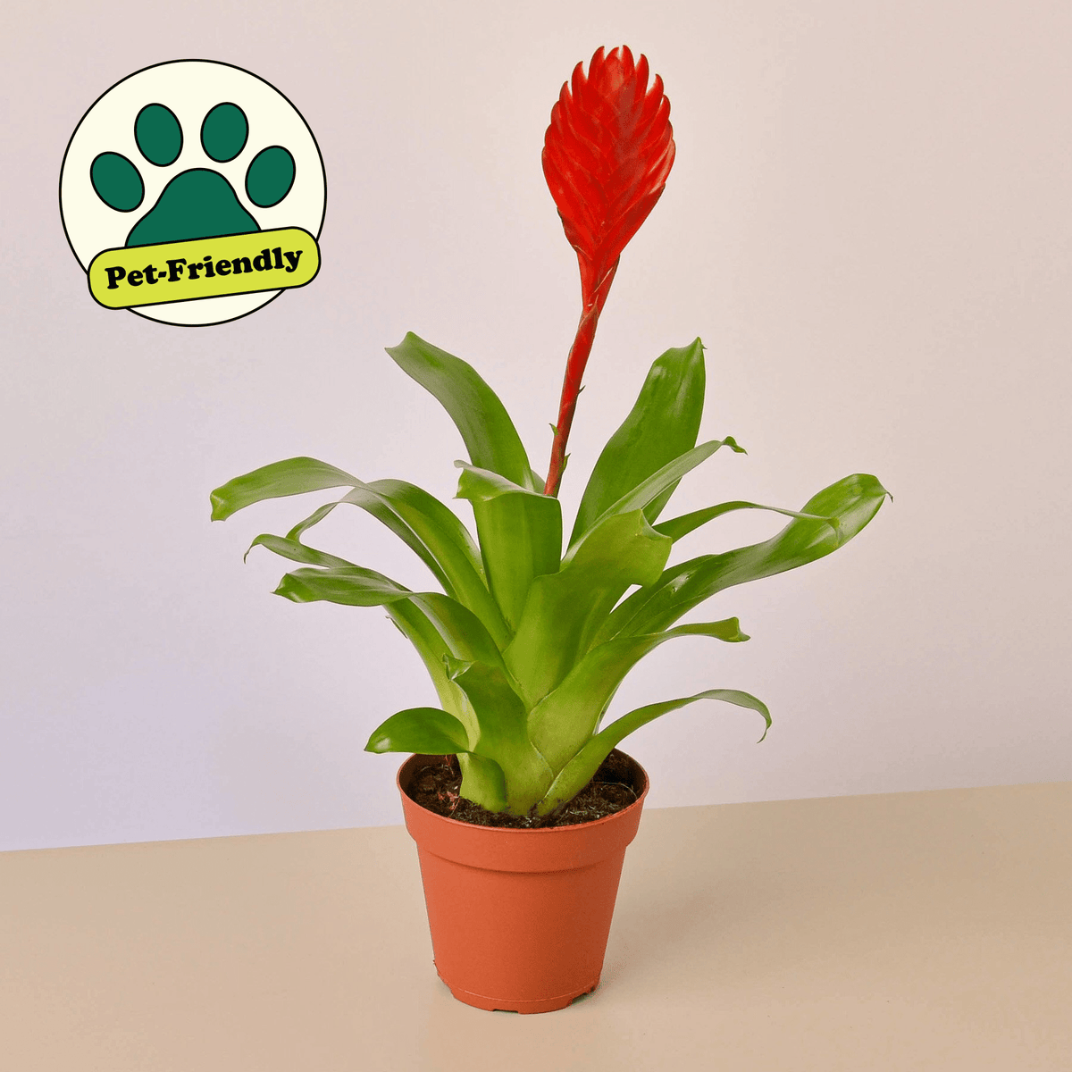 Bromeliad 'Christiane' - BetterGrow Hydro
