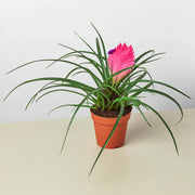 Bromeliad Cyanea 'Pink Quill' - BetterGrow Hydro