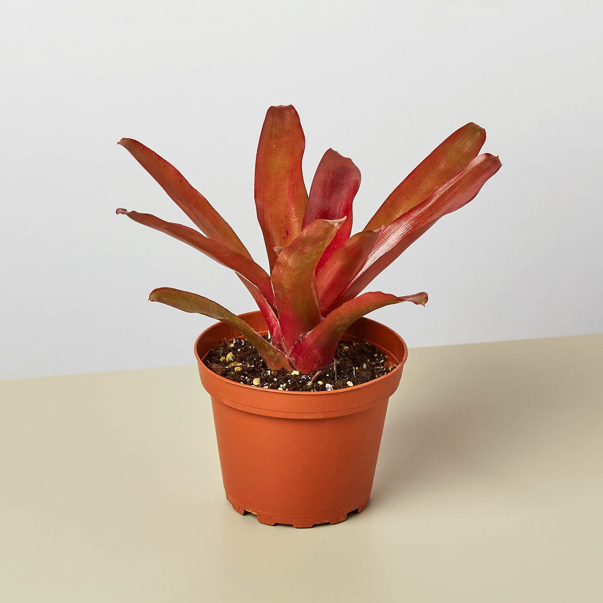 Bromeliad 'Fireball' - BetterGrow Hydro