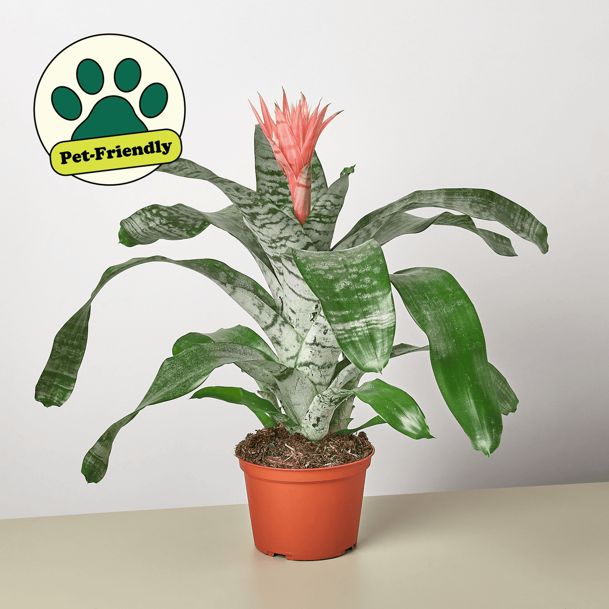 Bromeliad 'Silver Vase' - BetterGrow Hydro