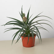 Bromeliad 'Yellow Pineapple' - BetterGrow Hydro