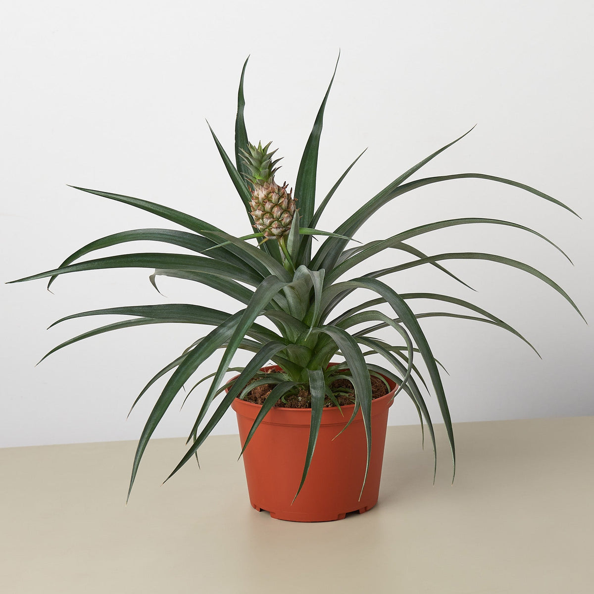 Bromeliad 'Yellow Pineapple' - BetterGrow Hydro