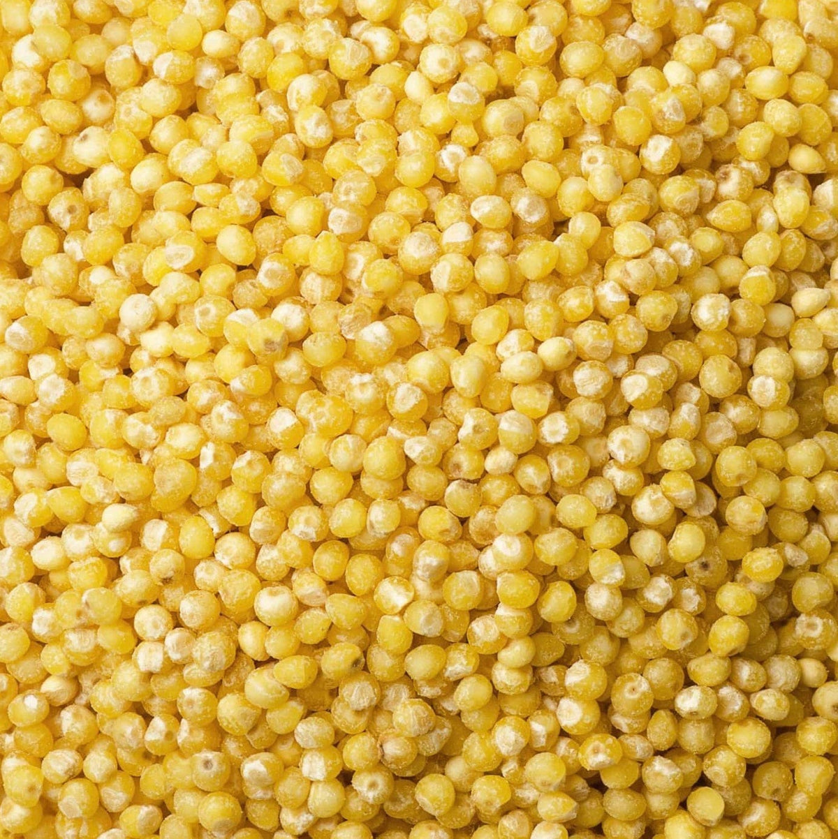 Bulk Organic Millet Grain for Mushroom Cultivation - BetterGrow Hydro