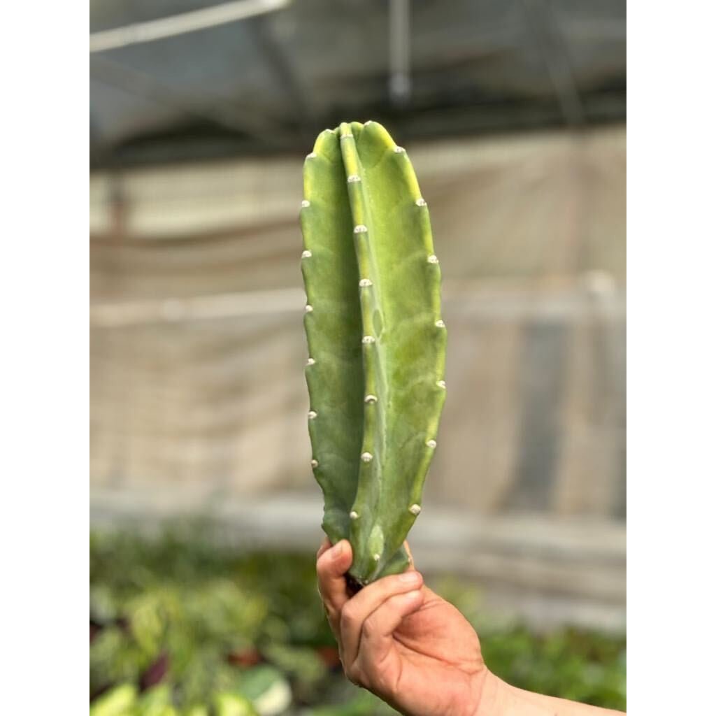 Cactus Cereus Peruvianus - 1.5 FT - BetterGrow Hydro