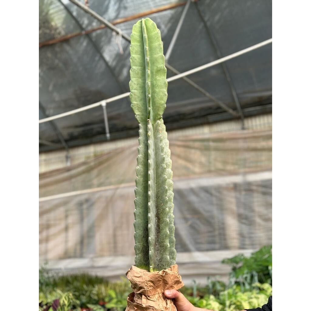 Cactus Cereus Peruvianus - 3 FT - BetterGrow Hydro