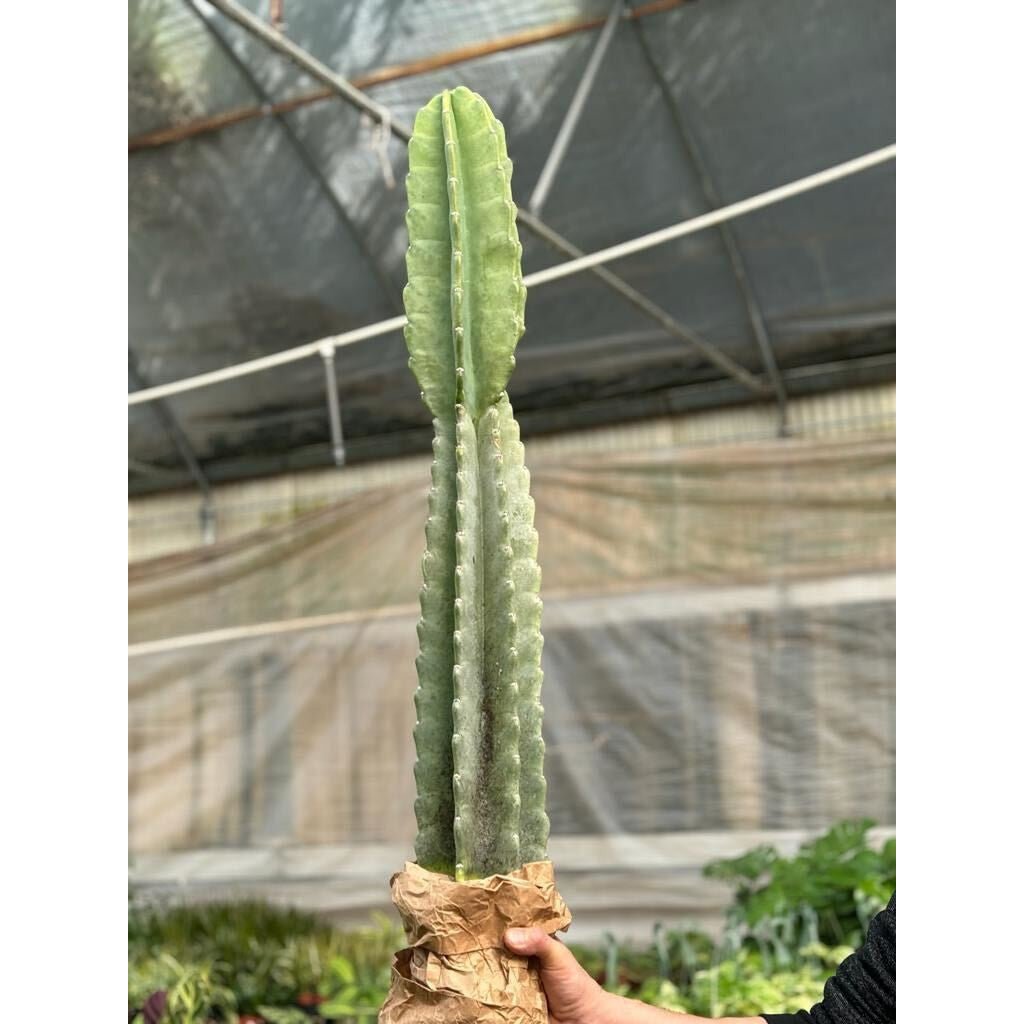 Cactus Cereus Peruvianus - 3 FT - BetterGrow Hydro