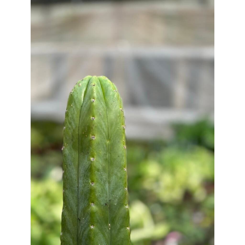 Cactus Echinopsis Pachanoi - 2FT - BetterGrow Hydro
