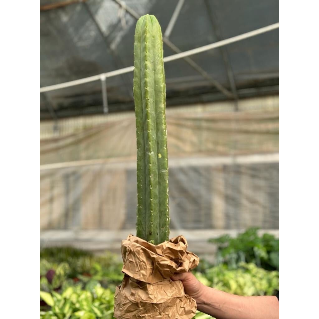 Cactus Echinopsis Pachanoi - 2FT - BetterGrow Hydro