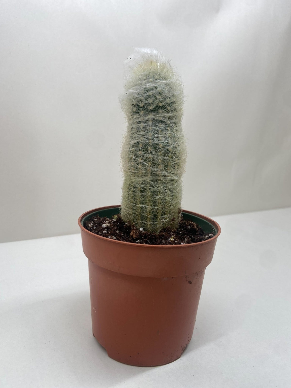 Cactus 'Old Man' - BetterGrow Hydro