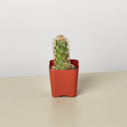 Cactus Variety - 2" Pot - BetterGrow Hydro