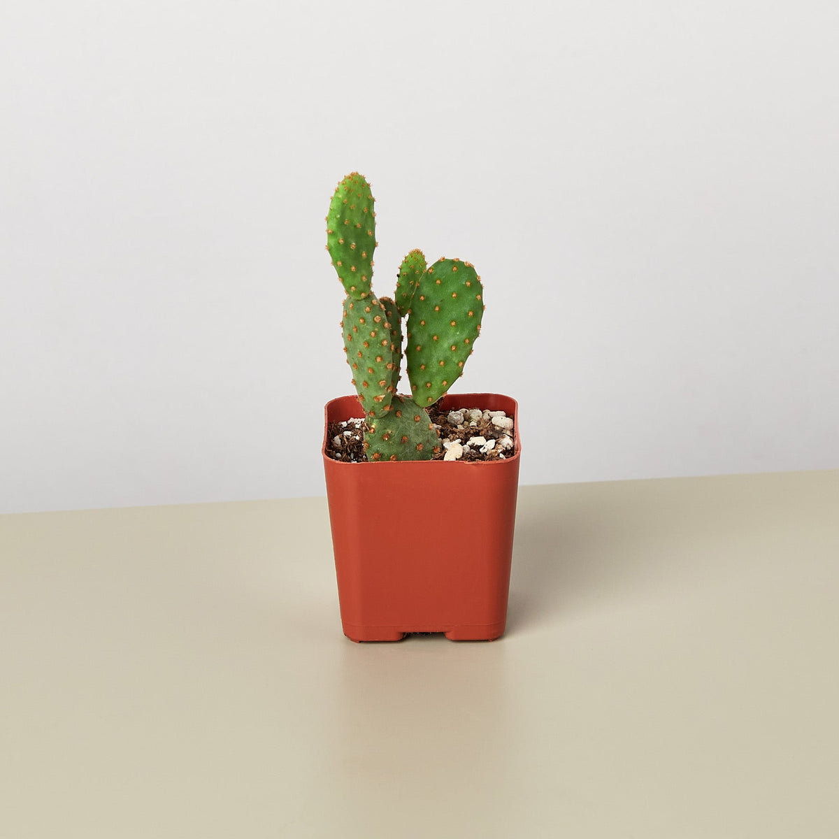 Cactus Variety - 2" Pot - BetterGrow Hydro