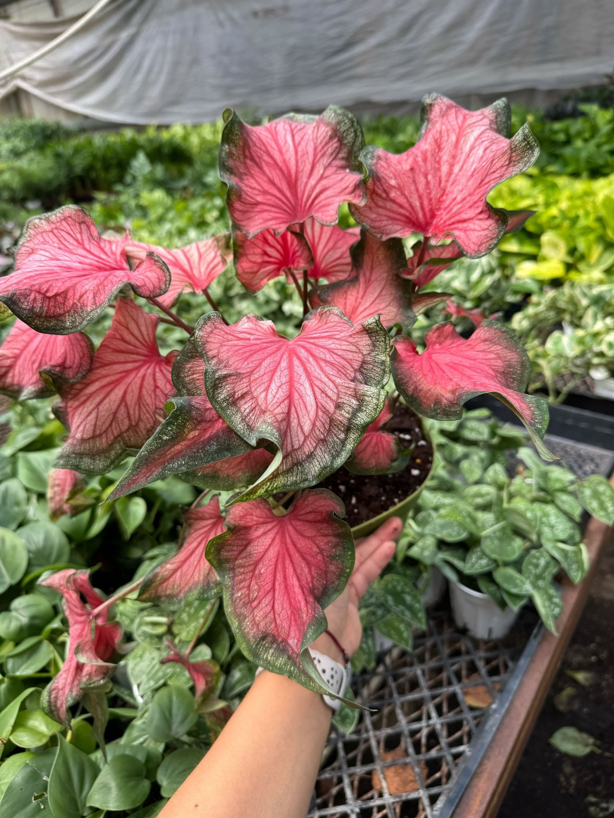 Caladium Red Flash - BetterGrow Hydro